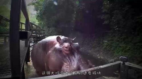 两只小狗吃瓜比赛,两只小狗的吃瓜大赛