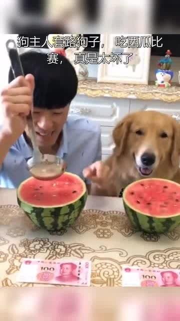 两只小狗吃瓜比赛,两只小狗的吃瓜大赛
