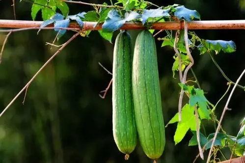 夏天吃三瓜都是什么瓜,夏日消暑三瓜养生攻略