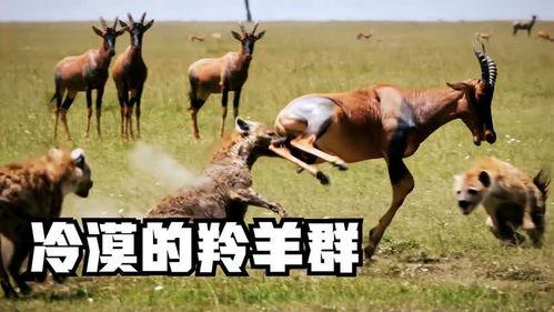 细节羊吃瓜,探寻羊群与夏日瓜果的奇妙邂逅