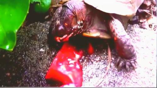 吃瓜大合集完结,揭秘娱乐圈幕后真相，精彩落幕！