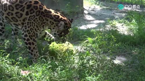 猎豹吃瓜群众视频,揭秘野生动物的趣味瞬间