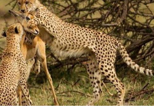 猎豹吃瓜群众视频,揭秘野生动物的趣味瞬间