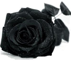 黑色玫瑰13吃瓜,揭秘娱乐圈的神秘瓜田