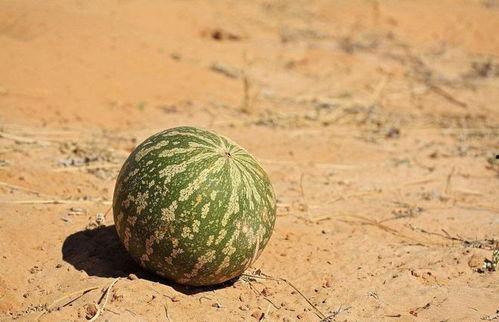 吃瓜正常吗,探讨吃瓜现象的合理性与边界