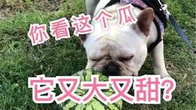 呼噜噜吃瓜,揭秘娱乐圈那些不为人知的幕后故事