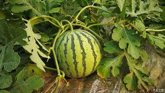 梦见吃瓜摘瓜,瓜果飘香，揭秘梦中吃瓜摘瓜的神秘寓意