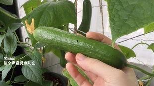 梦见吃瓜摘瓜,瓜果飘香，揭秘梦中吃瓜摘瓜的神秘寓意