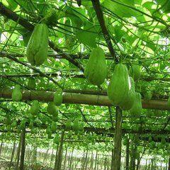 院子里吃瓜,瓜香四溢，共享欢乐时光