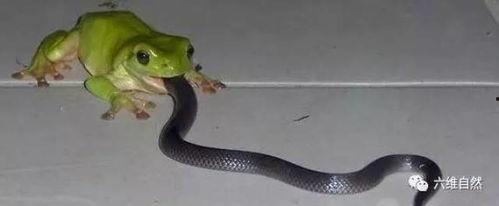 人蛇吃瓜,一场别开生面的乡村盛宴