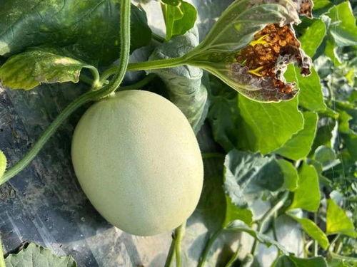 梦见自己买瓜吃瓜,瓜果飘香，品味人生百味