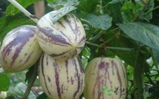 女子吃茄瓜,女子餐桌上的健康之选