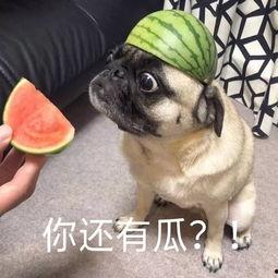 吃瓜无语表情包,揭秘网络表情包背后的文化现象