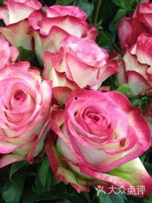 吃瓜群众玫瑰图片,玫瑰映照下的吃瓜群众众生相