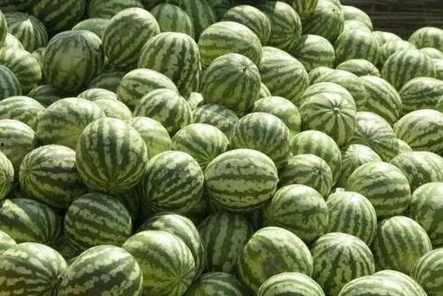 吃瓜吃到自己死讯无限,一场荒诞的瓜界奇谭