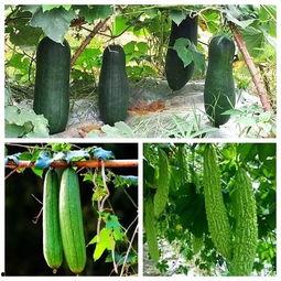 秋天莫吃瓜,莫让瓜果误了养生之道