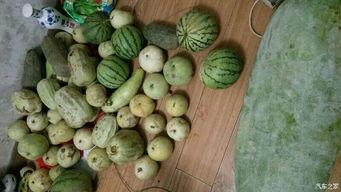 回家吃瓜吃到自己,意外发现自己竟是瓜王传奇