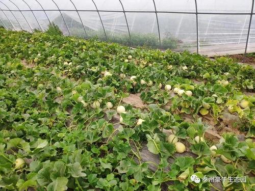 热门大瓜17吃瓜官方,17吃瓜官方独家爆料，带你领略娱乐圈风云变幻