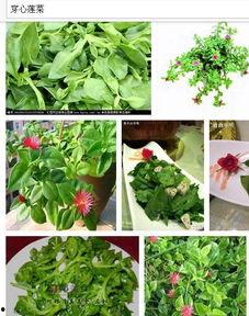 坐着吊篮吃瓜,揭秘坐着吊篮吃瓜的独特体验