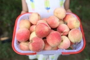 吃瓜卡泡泡,揭秘网络热词背后的趣味与真相