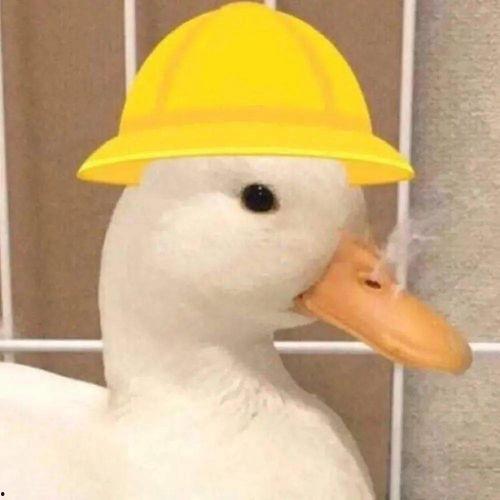 海豚吃瓜表情包