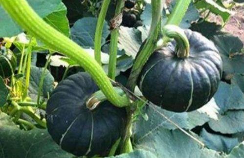 昆小谜吃瓜,揭秘网络热点的背后故事