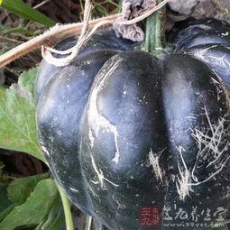 猪吃方瓜好吗怎么吃,猪食方瓜的食用方法与营养价值解析