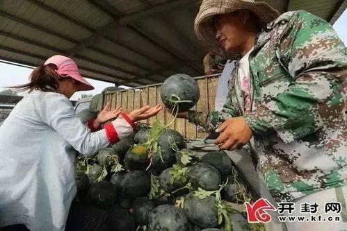 最近偃师吃瓜事件,一场网络热议背后的真相与反思