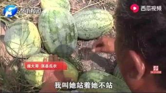 最近偃师吃瓜事件,一场网络热议背后的真相与反思