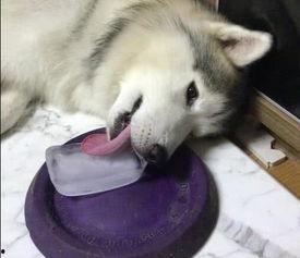 吃瓜舔狗,网络热词背后的社会现象与心理解读