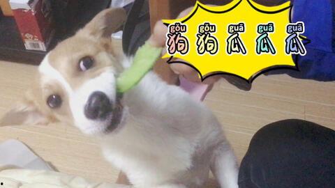 吃瓜舔狗,网络热词背后的社会现象与心理解读