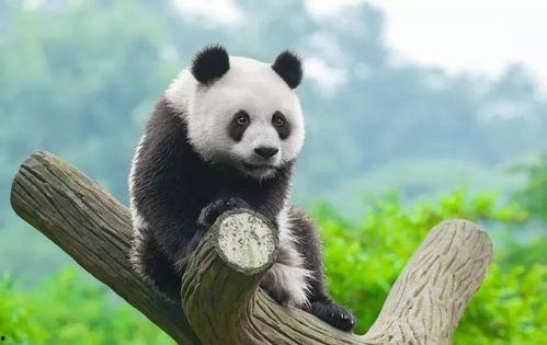 熊猫耐克吃瓜