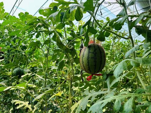 全网吃瓜最快,揭秘最快吃瓜秘籍