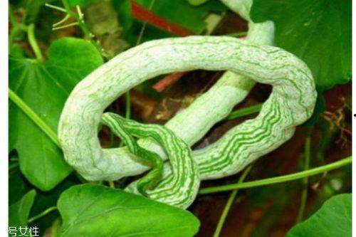 请问蛇瓜怎么吃