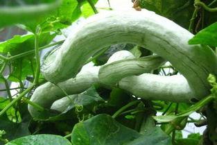 请问蛇瓜怎么吃