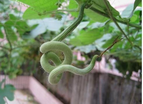 请问蛇瓜怎么吃