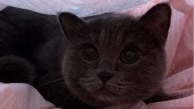 带你吃瓜补全小猫