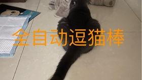 带你吃瓜补全小猫