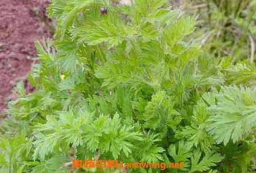 蒿姨吃瓜,揭秘娱乐圈背后的那些事儿