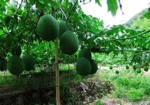 吃吊瓜么,吃吊瓜的体验与感悟