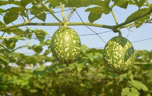 吃吊瓜么,吃吊瓜的体验与感悟