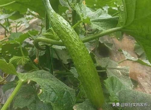 莱州星辉吃瓜,揭秘瓜界新宠，品味生活新风尚