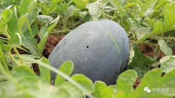 莱州星辉吃瓜,揭秘瓜界新宠，品味生活新风尚