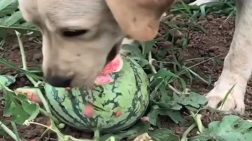 看瓜哥吃瓜瓜,揭秘娱乐圈那些不为人知的幕后故事