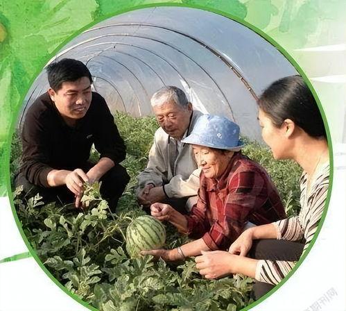 缅甸中国居民吃瓜,瓜果飘香，共享清凉时光