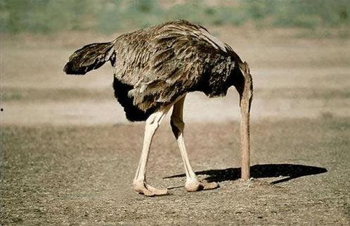 驼鸟吃白瓜么,揭秘它们是否食用白瓜