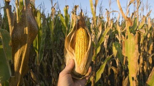 吃哈密瓜可以吃玉米吗,美味搭配的夏日盛宴