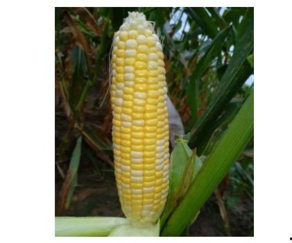 吃哈密瓜可以吃玉米吗,美味搭配的夏日盛宴