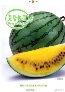 吃瓜全是瓜,网络热词背后的文化现象