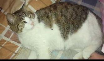 专业吃瓜猫,揭秘娱乐圈幕后真相